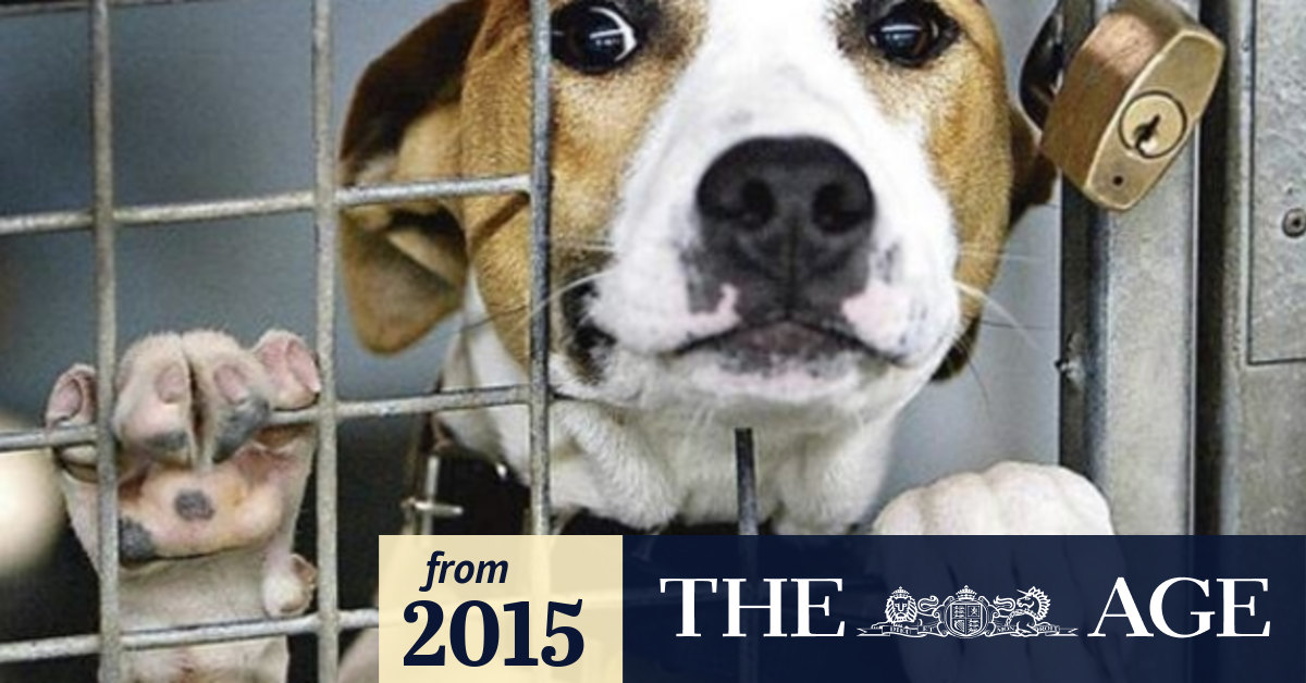 State government to review high kill rates at Melbourne Lost Dogs' Home